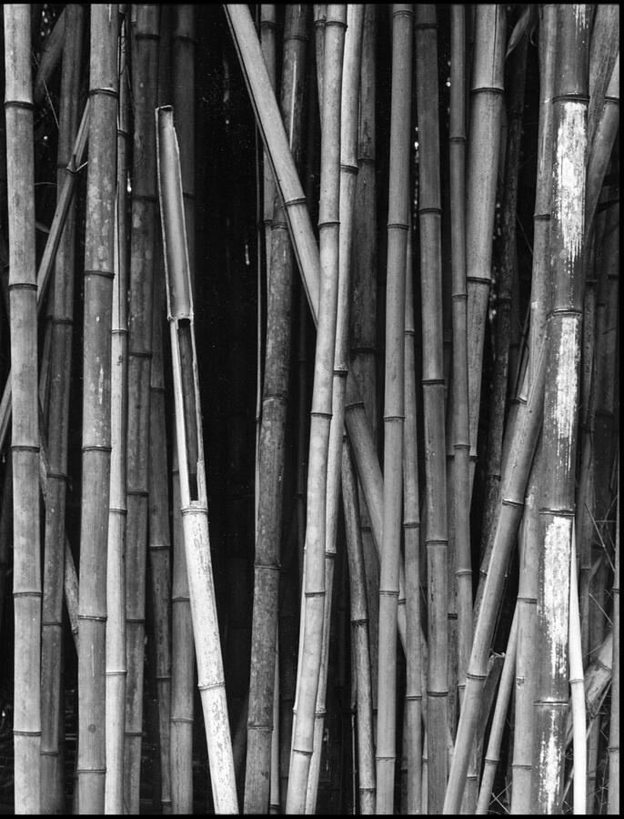 Bamboo