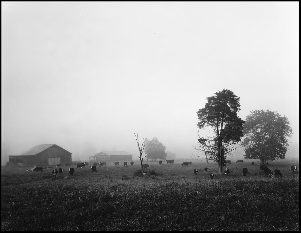 Foggy Morning on The Farm