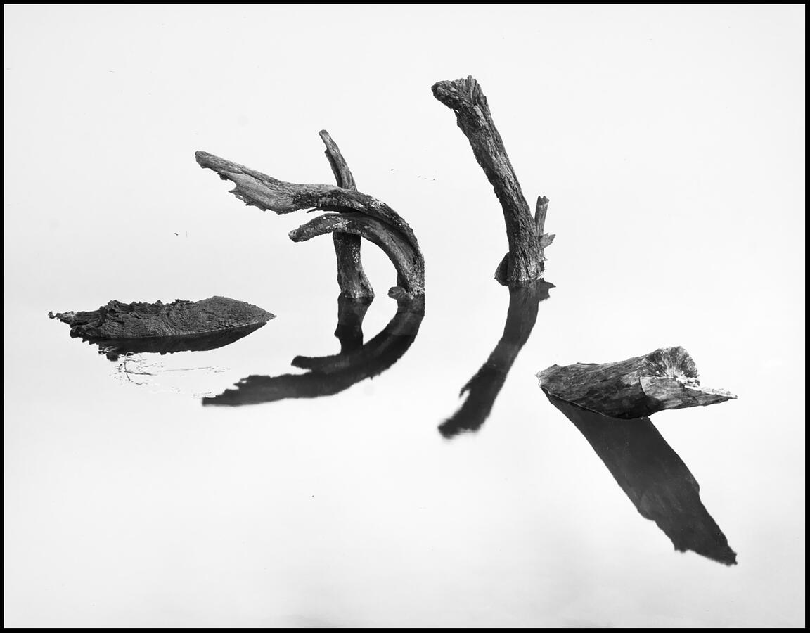 Driftwood Reflections